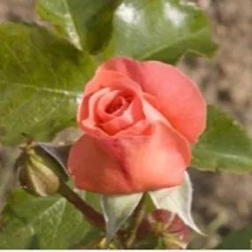 Pink Abundance Roses (Rosa Pink Abundance) 2